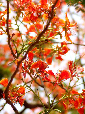 Krishnachura Flower