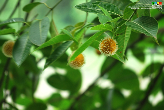 Kadam Flower