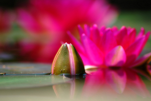 Water Lily