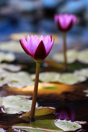 Water Lily
