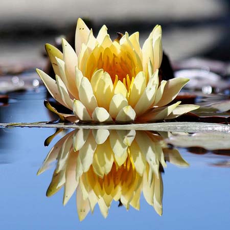 Water Lily