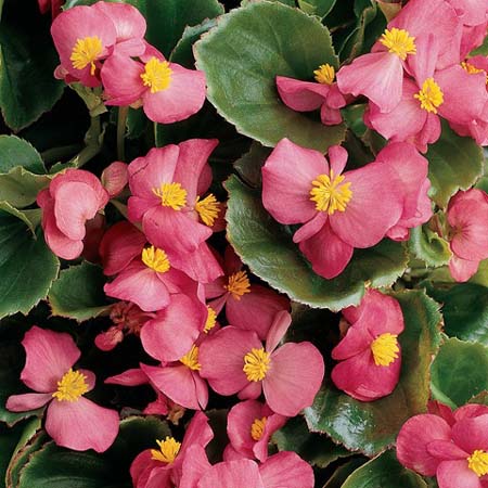 Begonia Flower