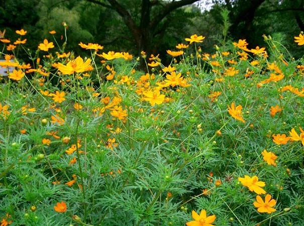 Cosmos Flower