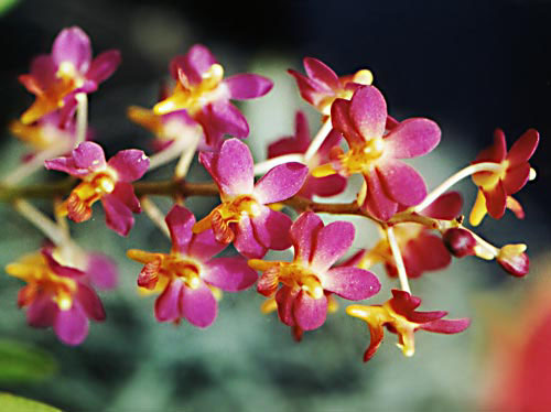 Orchid Flower